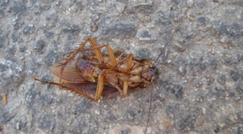 Arrinconados Cucaracha